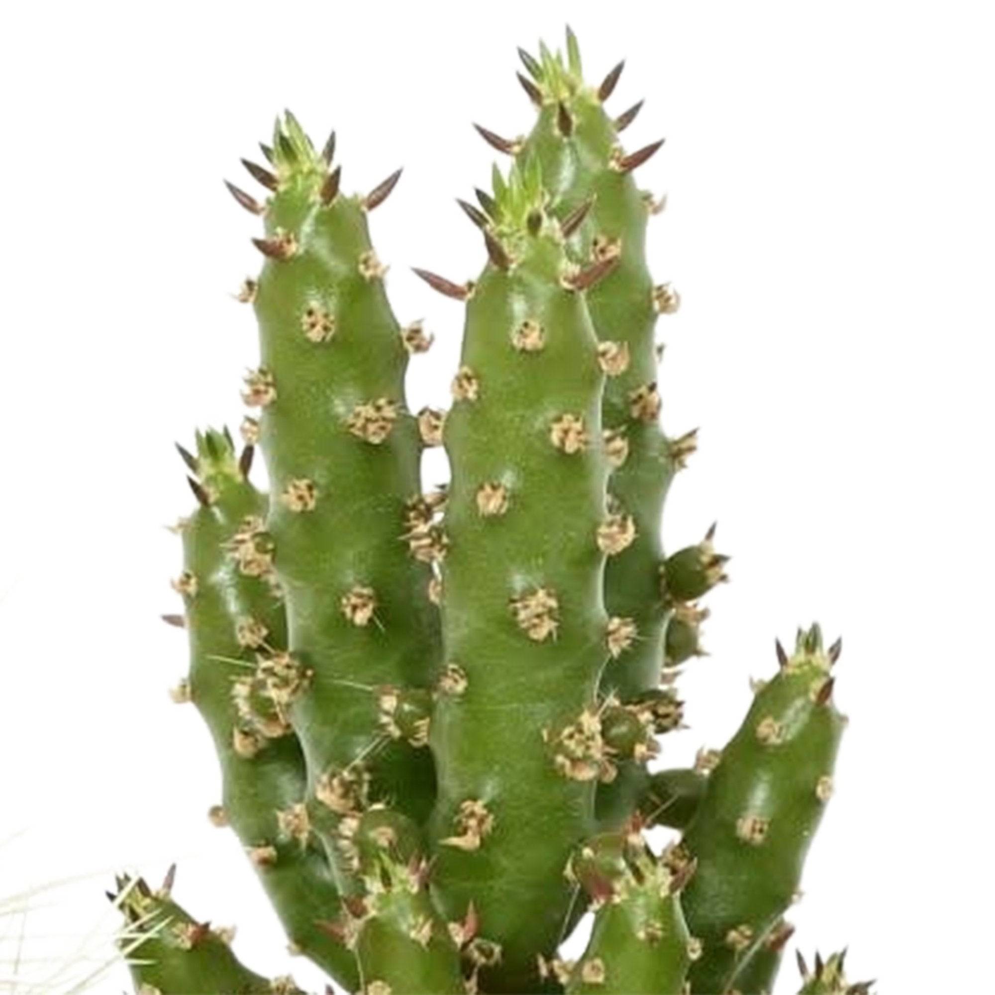 La Green Touch - Mix de 5 cactus h13cm- La Green Touch - Imagen 5