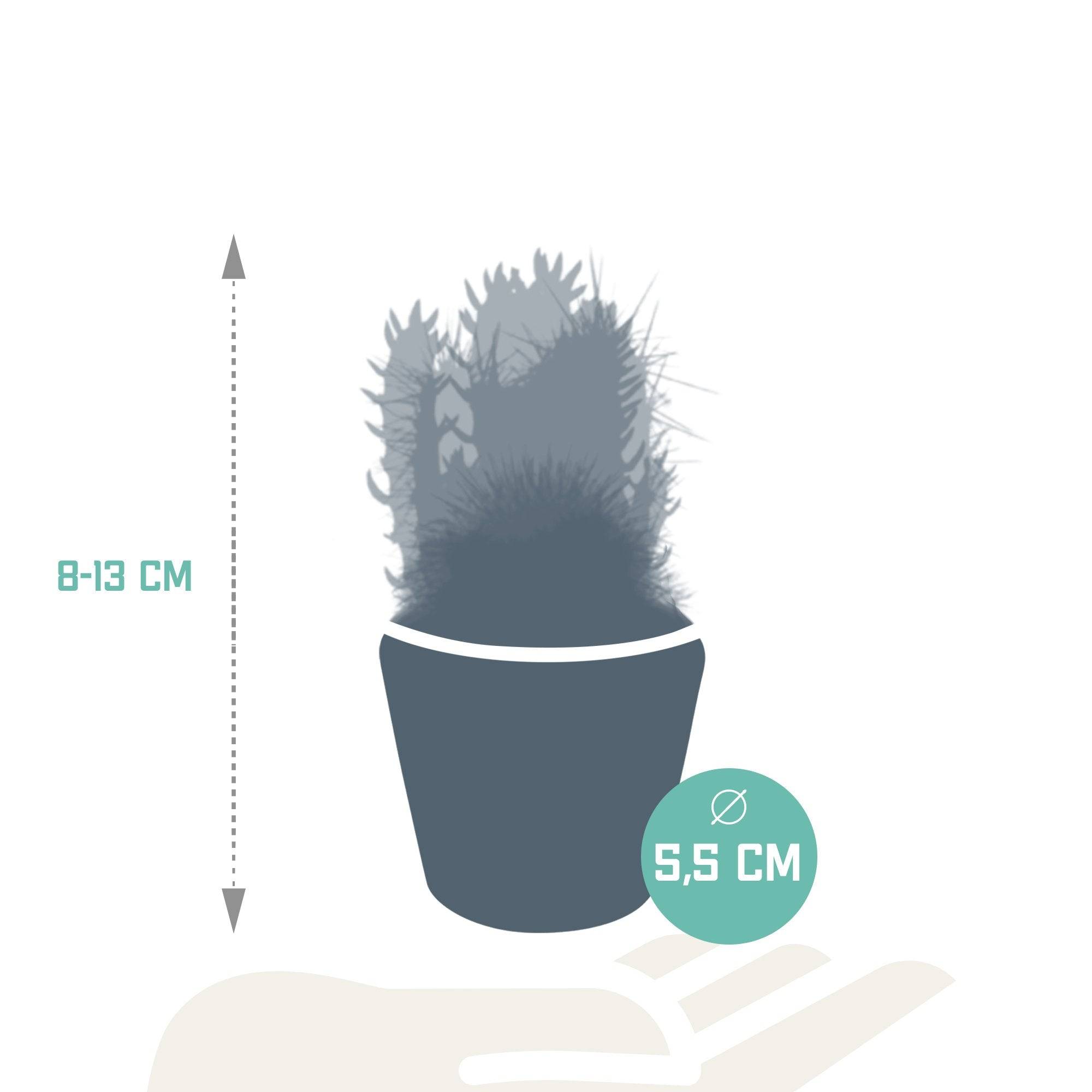 La Green Touch - Mix de 5 cactus h13cm- La Green Touch - Imagen 8