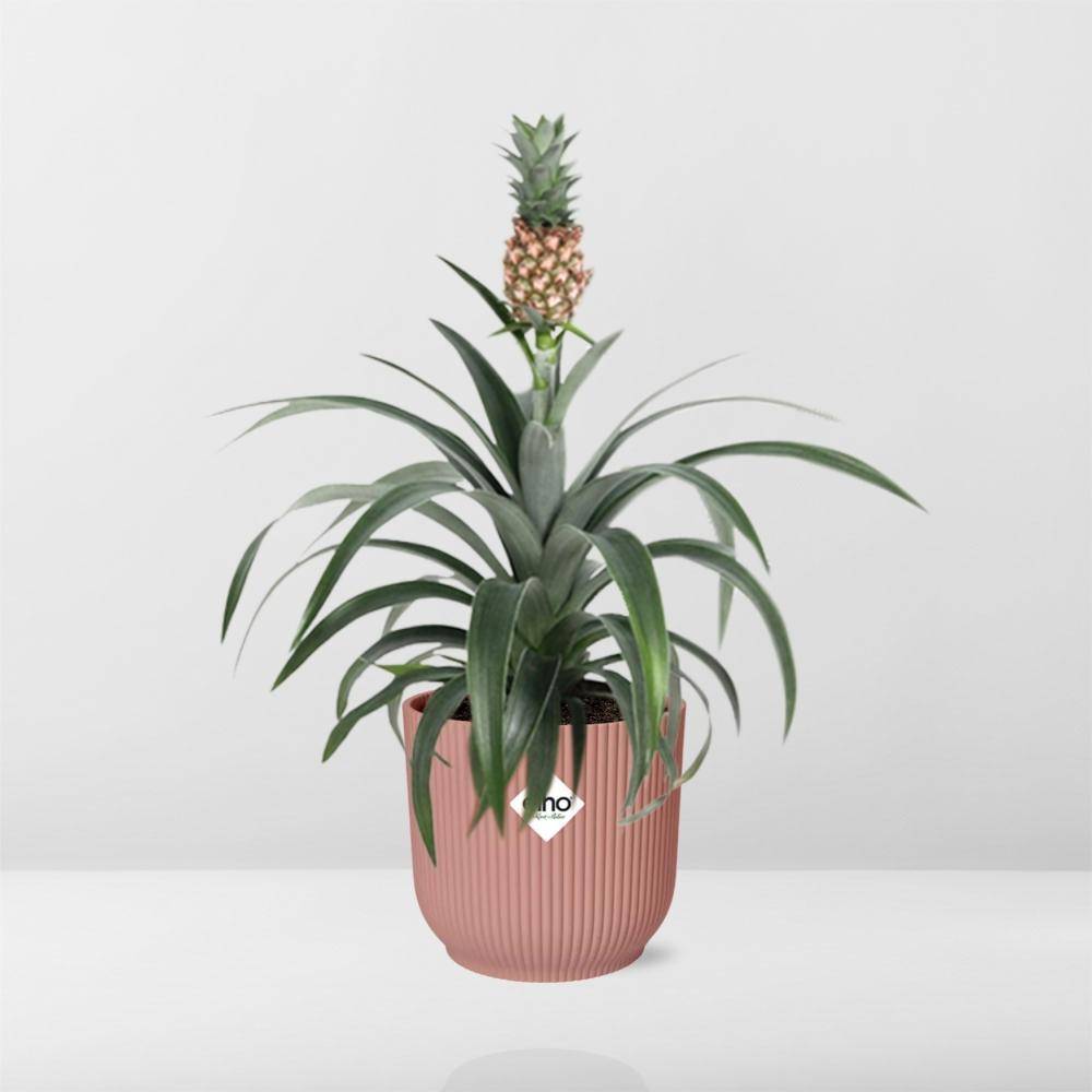 La Green Touch - Mother's Day - H40cm - Image 6