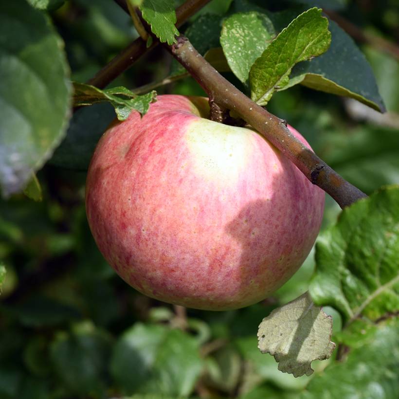 Promesse de Fleurs - Pommier Truskawkowe Nietschnera Pot de 4L/5L, Scion