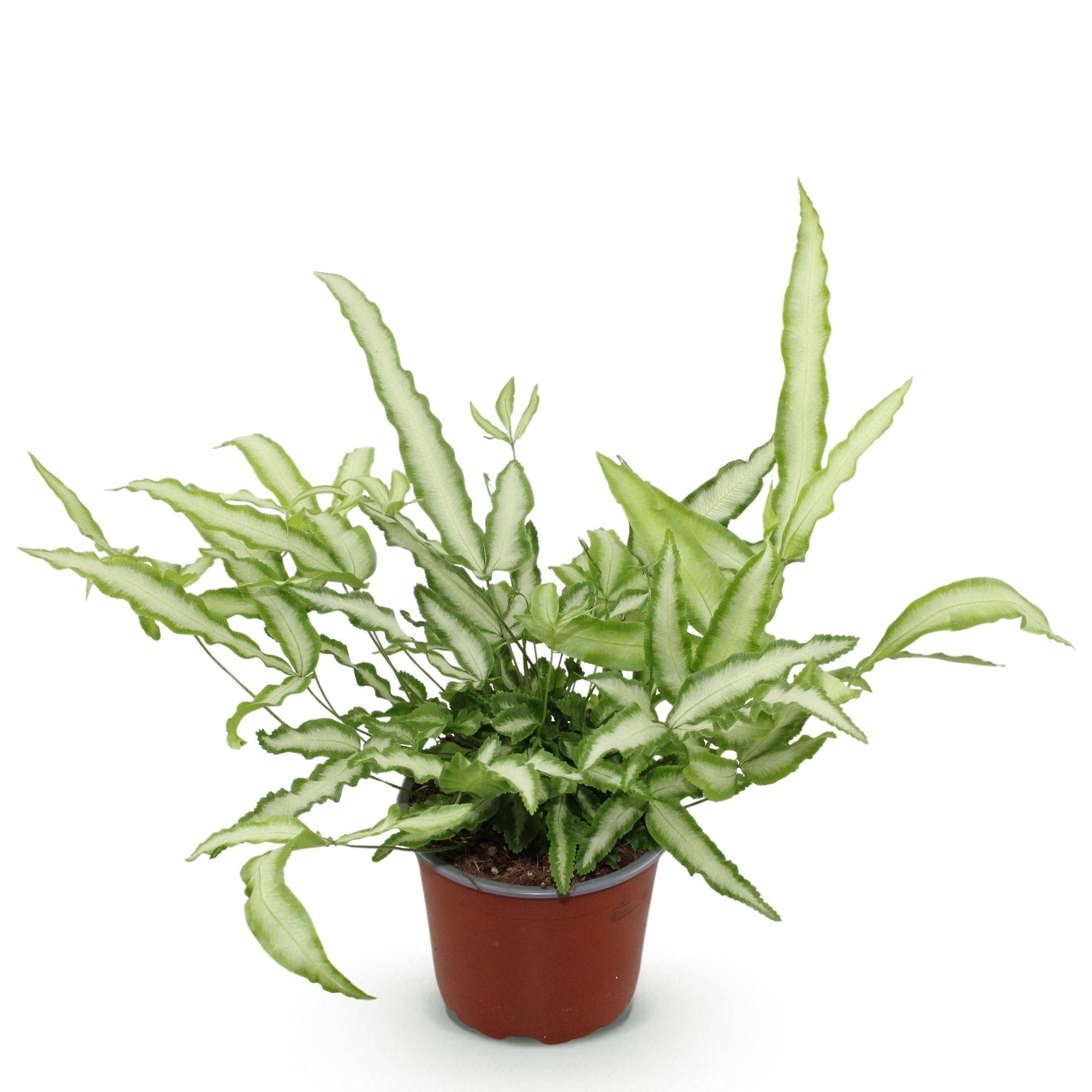 La Green Touch - Fougère Pteris - Image 3