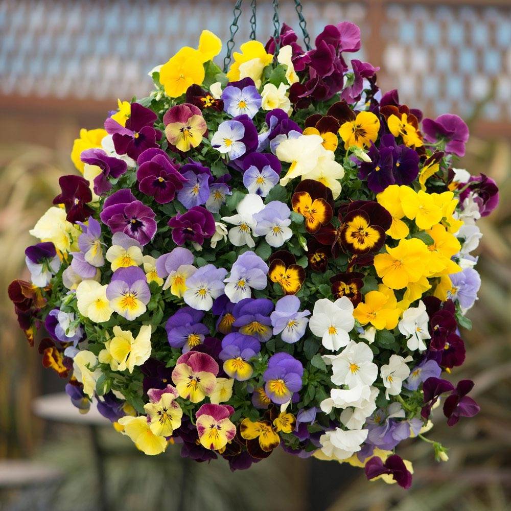 Promesse de Fleurs - Pensée retombante Cool Wave® Mélange Mini-motte Mini-motte Ø 3/4 cm (par 5)