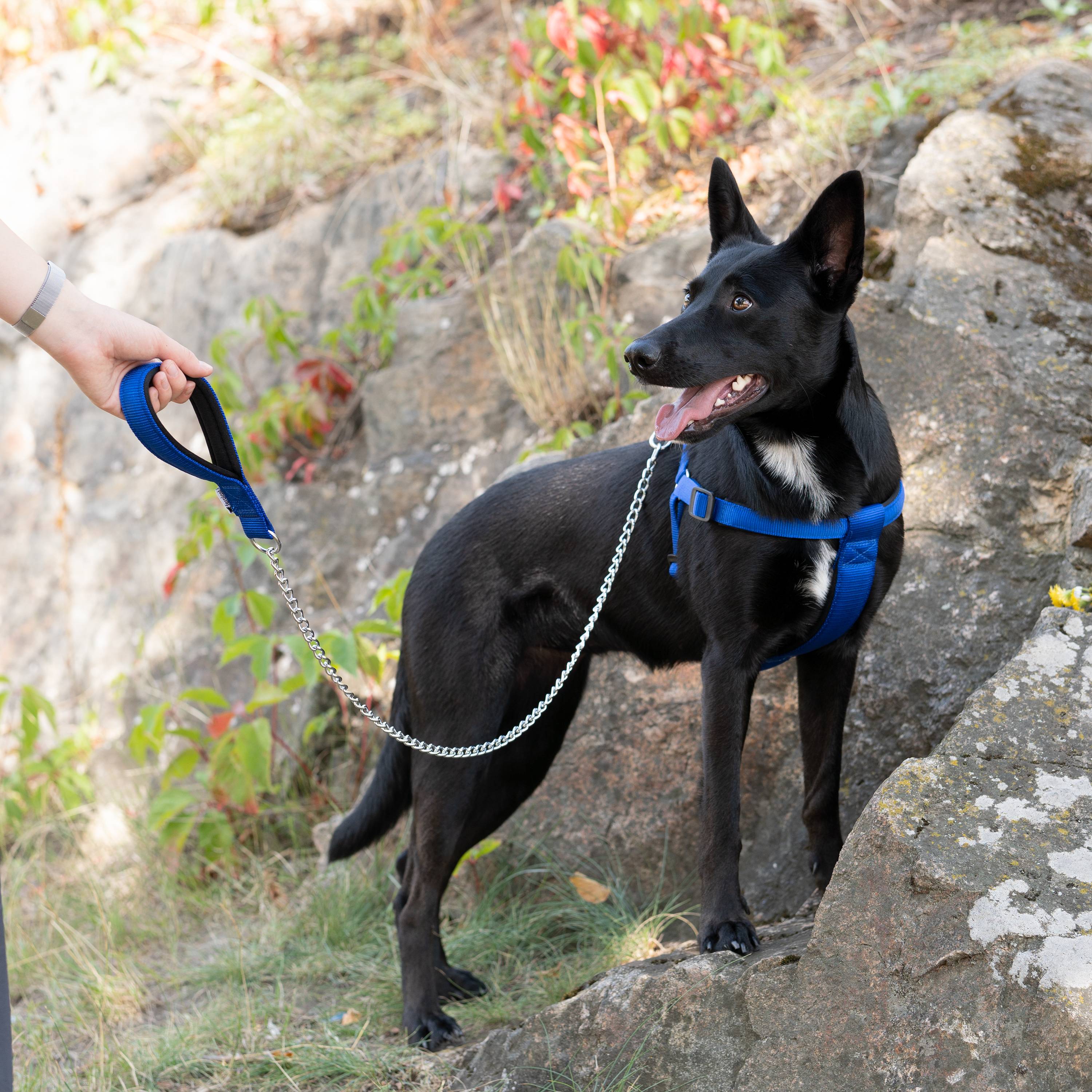 Ferplast - Laisse pour chien Ferplast DAYTONA, Laisse courte pour chiens de taille moyenne, chaîne métallique anti-morsure, poignée confortable en nylon, - Imagen 3
