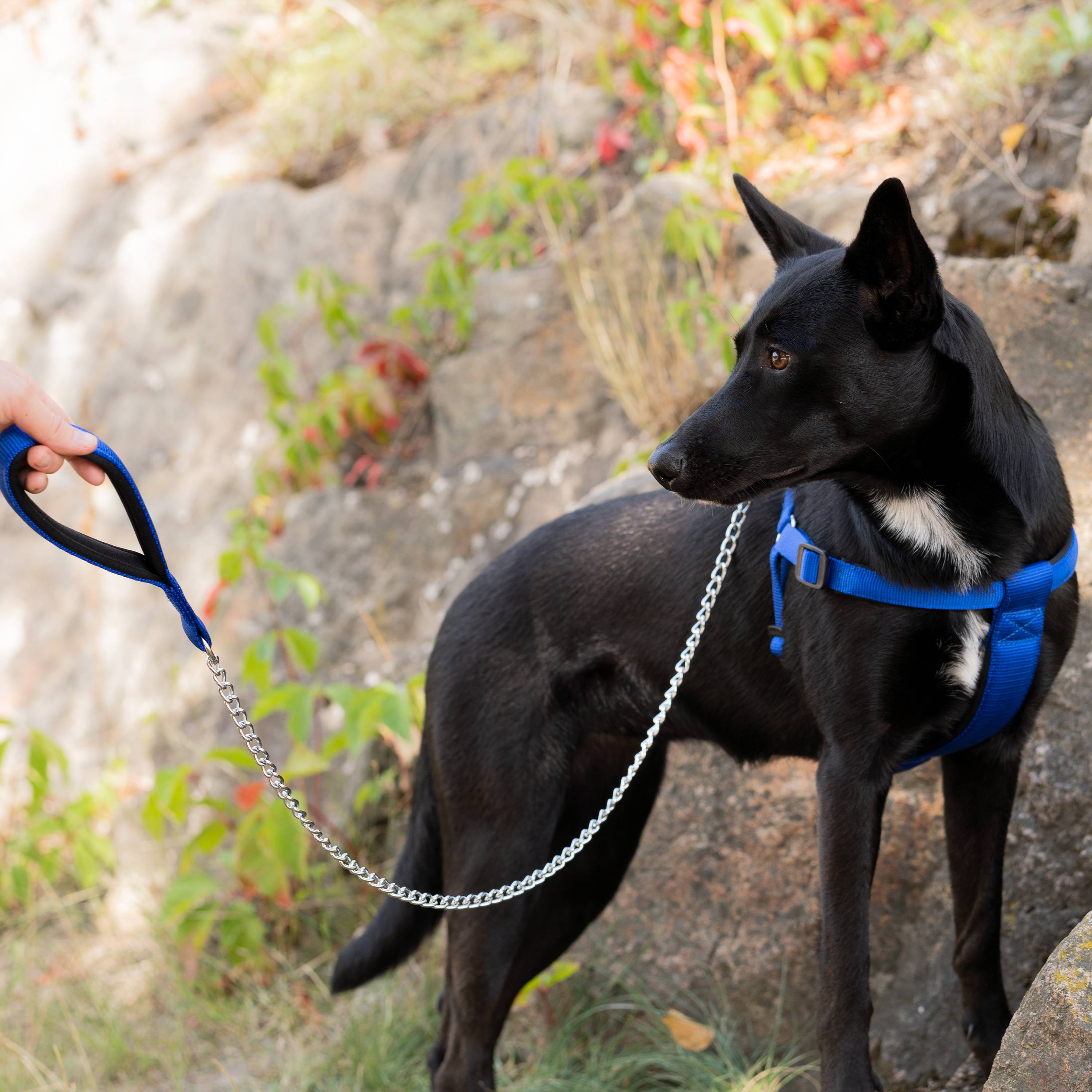 Ferplast - Laisse pour chien Ferplast DAYTONA, Laisse courte pour chiens de taille moyenne, chaîne métallique anti-morsure, poignée confortable en nylon, - Imagen 4