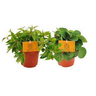 Peperomia Duo 2.0 - H15cm