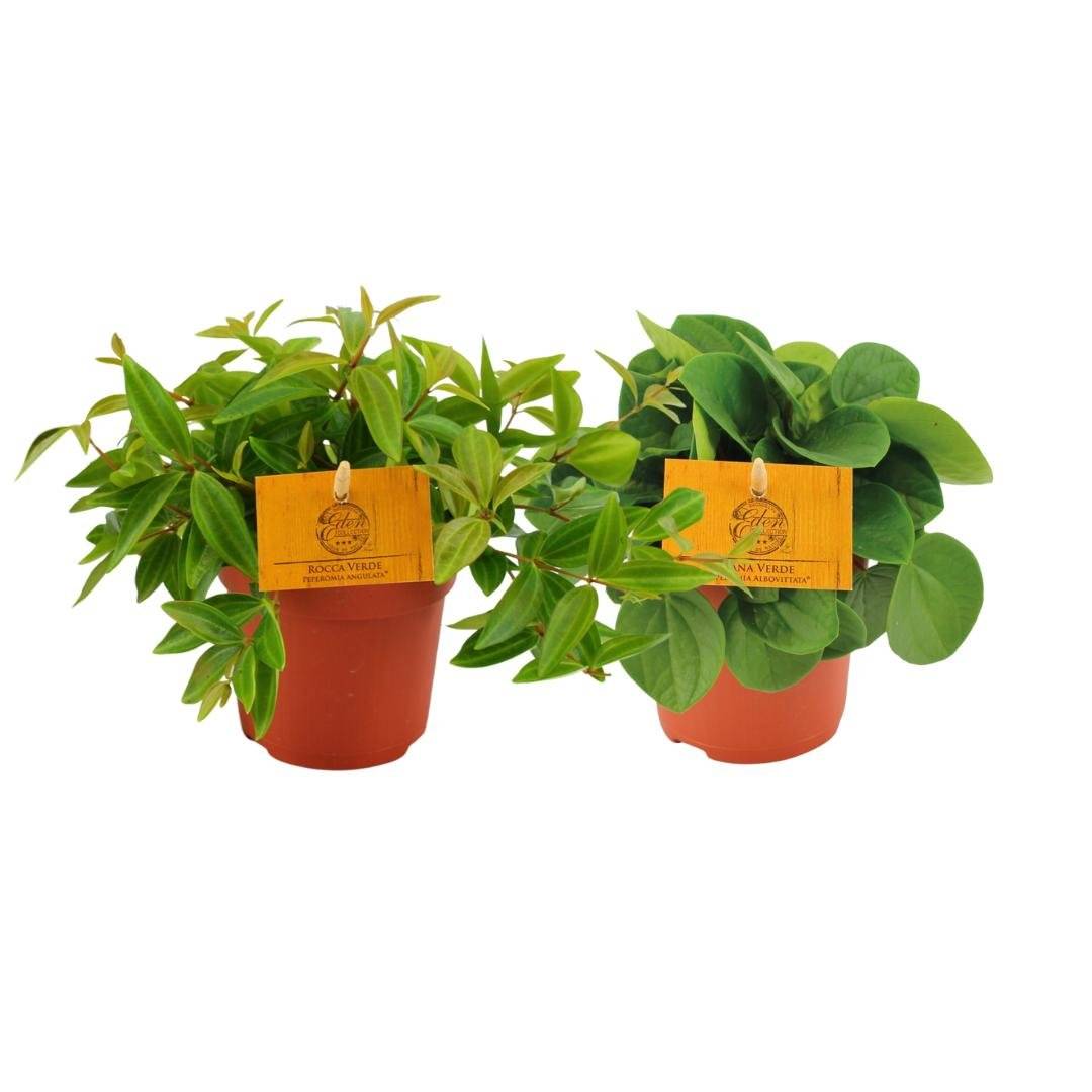 Peperomia Duo 2.0 - H15cm