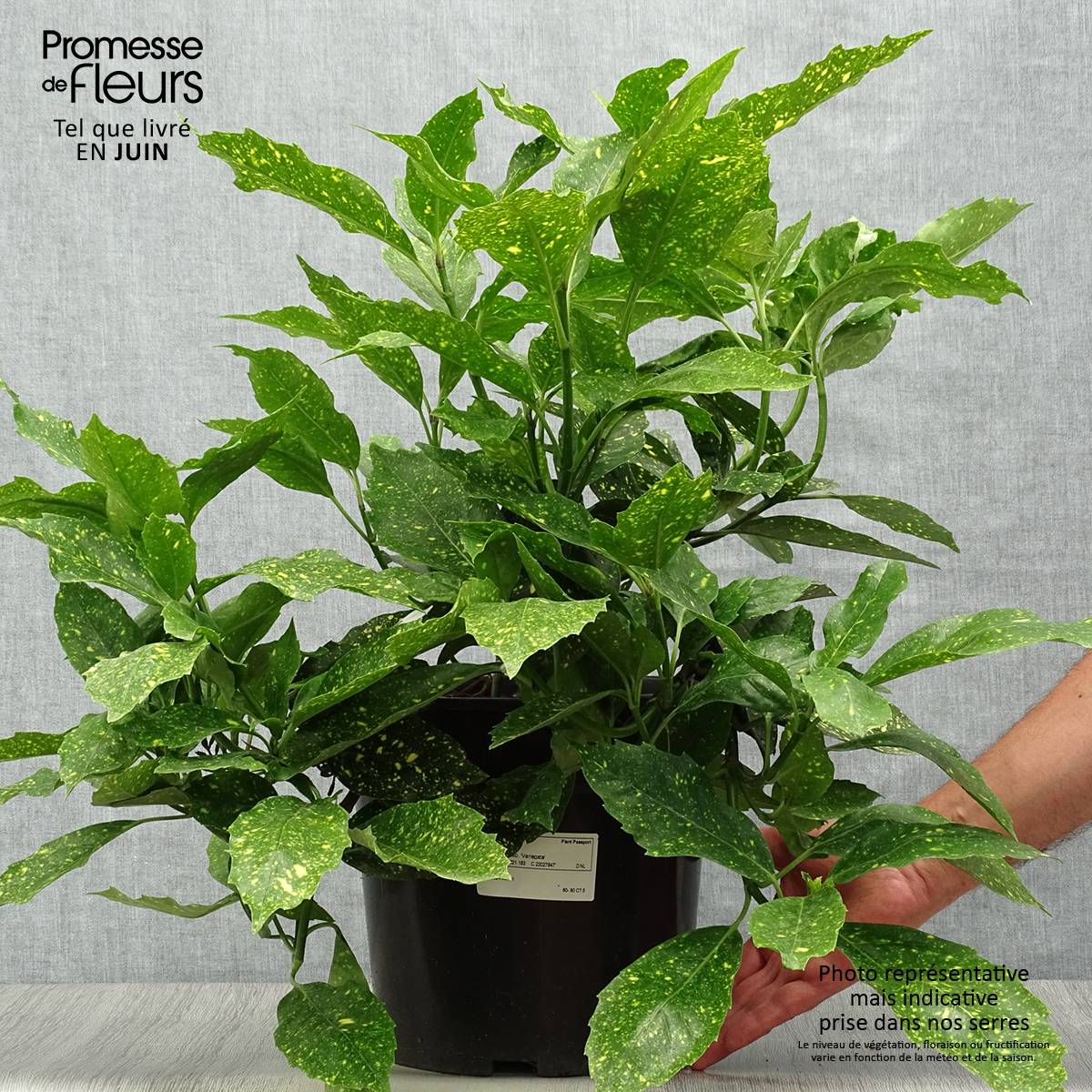 Promesse de Fleurs - Aucuba japonica Variegata Pot de 7,5L/10L - Image 2
