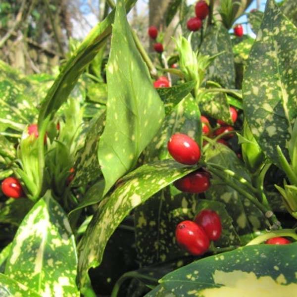 Promesse de Fleurs - Aucuba japonica Variegata Pot de 7,5L/10L - Image 1