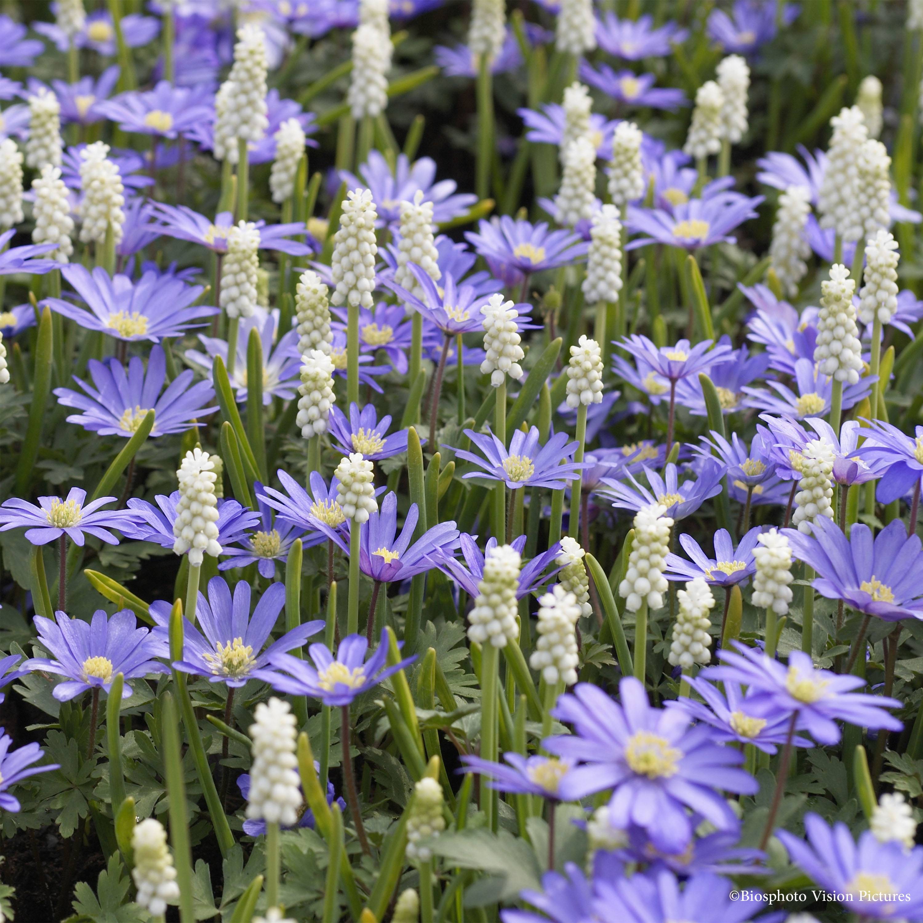 Promesse de Fleurs - Collection Petits Bulbes de printemps Blanc/Bleu - Collection de 90 plantes