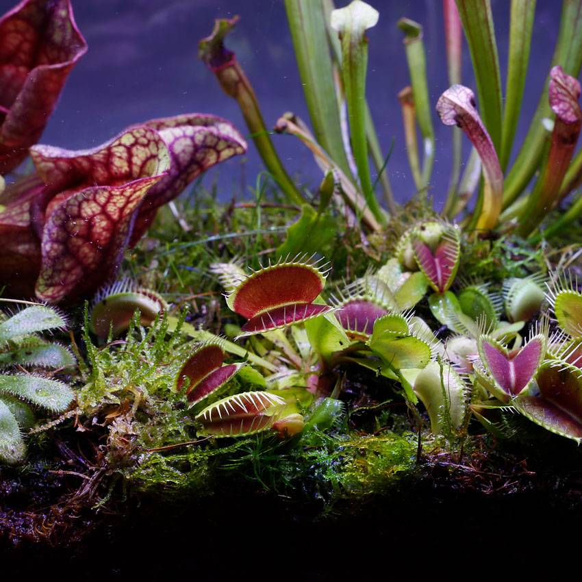 0 - Plantes Carnivores - 5 pièces - Rustiques - Image 2
