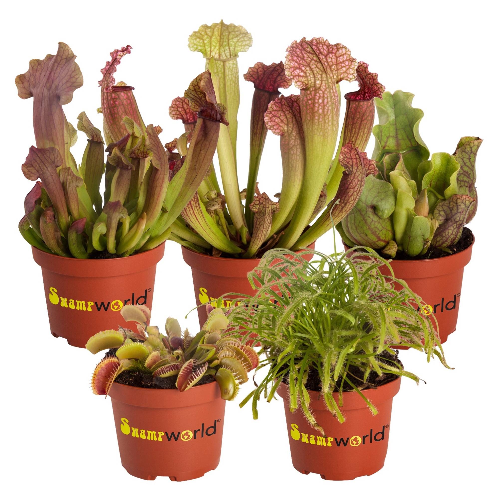 0 - Plantes Carnivores - 5 pièces - Rustiques