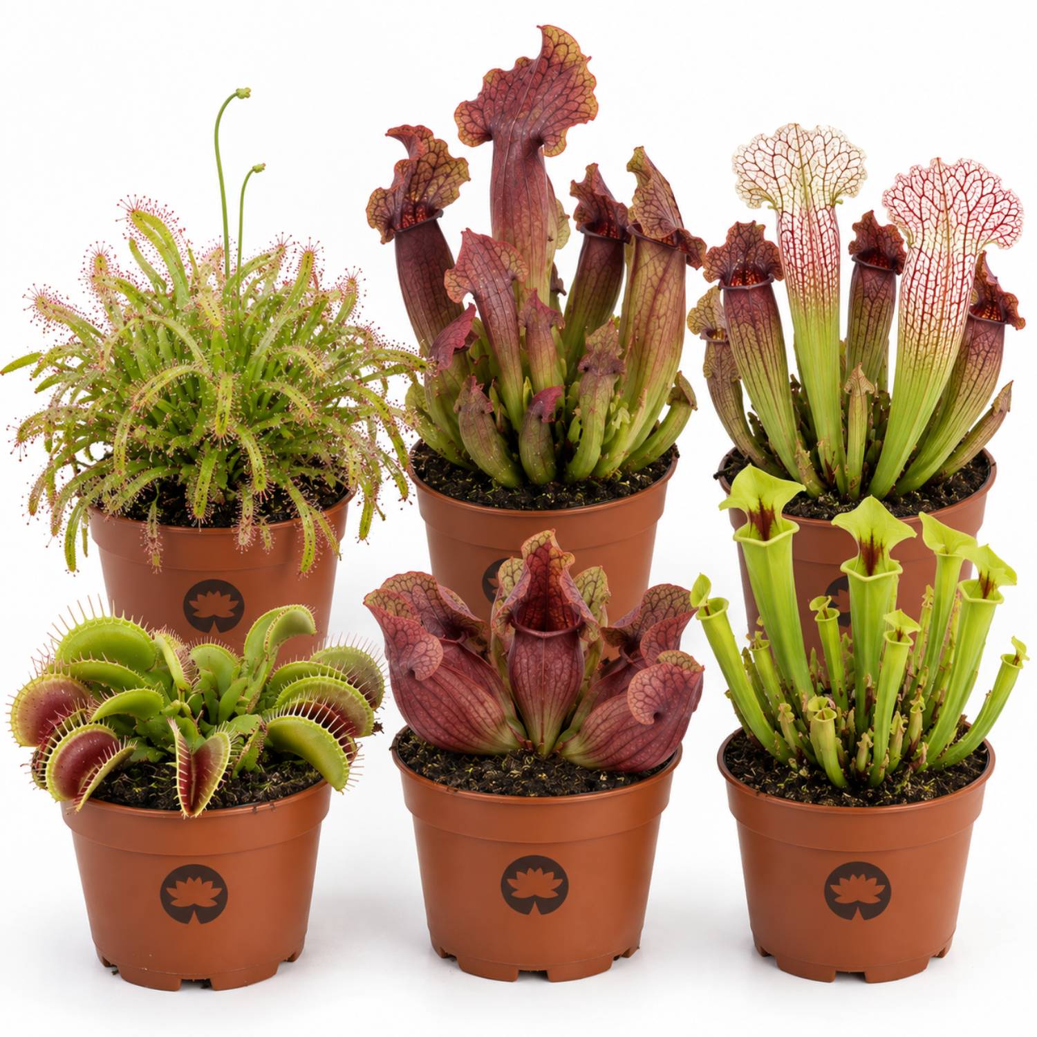 0 - Plantes Carnivores - 6 pièces - Rustiques