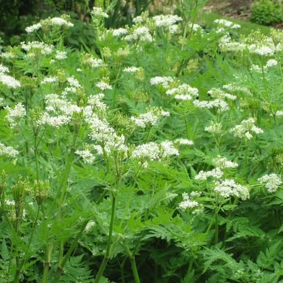 Promesse de Fleurs - Myrrhis odorata - Cerfeuil musqué ou anisé Godet de 8/9 cm