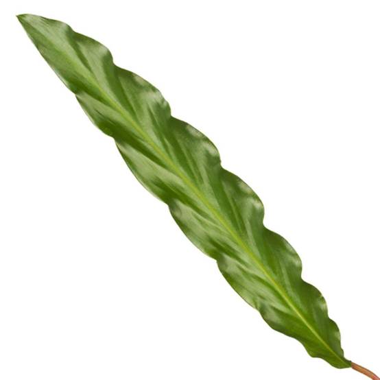 La Green Touch - Calathea Elgergrass - D17 H70cm - Image 2