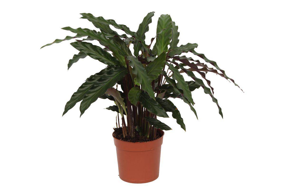 Calathea Elgergrass - D12 H40cm
