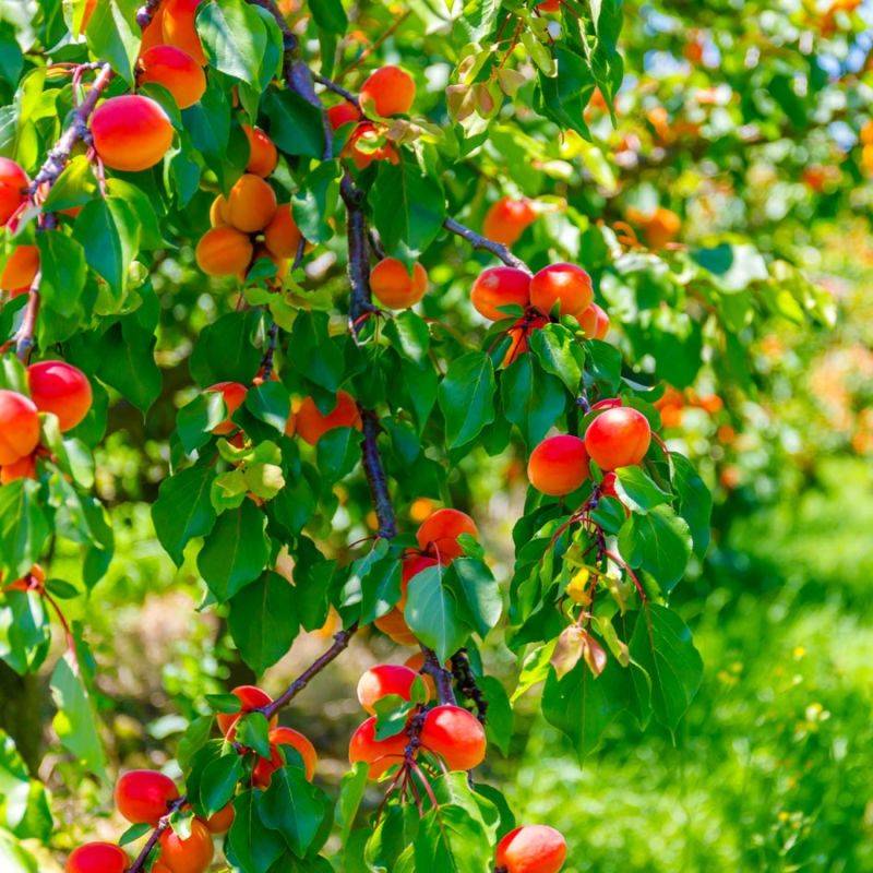 Abricotier 'Rouge du Roussillon' (Prunus armeniaca 'Rouge du Roussillon') - Scion de 150cm - Pépinières Naudet - Imagen 1