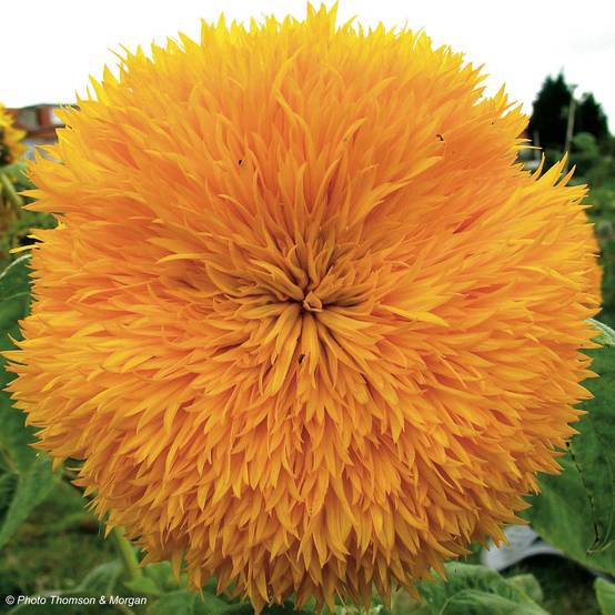 Graines de Tournesol nain Teddy Bear - Helianthus annuus le sachet de 80 graines environ (2g)