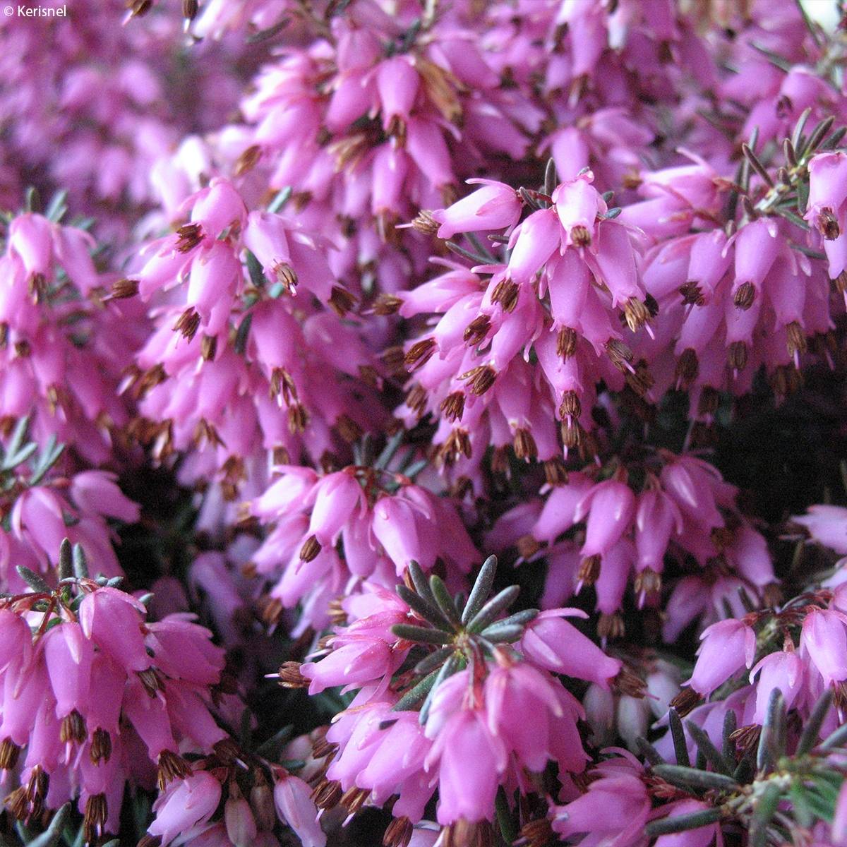 Promesse de Fleurs - Bruyère des neiges - Erica carnea Rosalie Pot de 10 cm/11cm