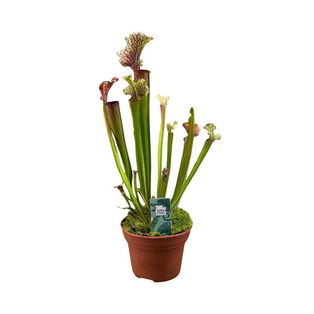 La Green Touch - Sarracenia Juthatip Soper 30cm - Plante d'intérieur- La Green Touch - Imagen 1