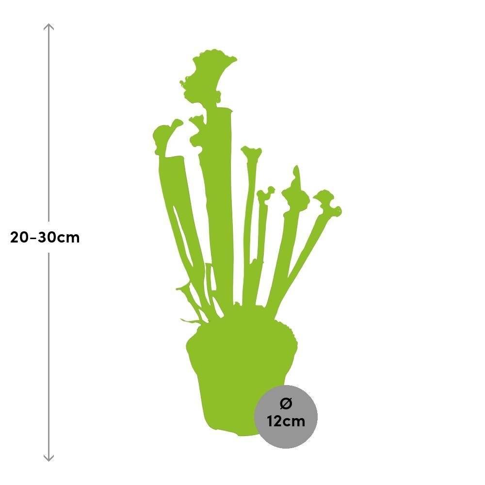 La Green Touch - Sarracenia Juthatip Soper 30cm - Plante d'intérieur- La Green Touch - Imagen 4