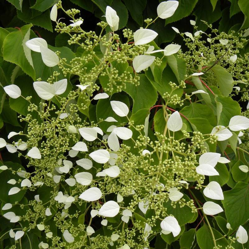 Hortensia grimpant hydrangeoïdes à fleurs Blanche - feuillage Caduc - Pot de 3L - Echelle bambou 60/120 cm- hauteur à maturité De 3,00 m à 5,00 m - Image 1