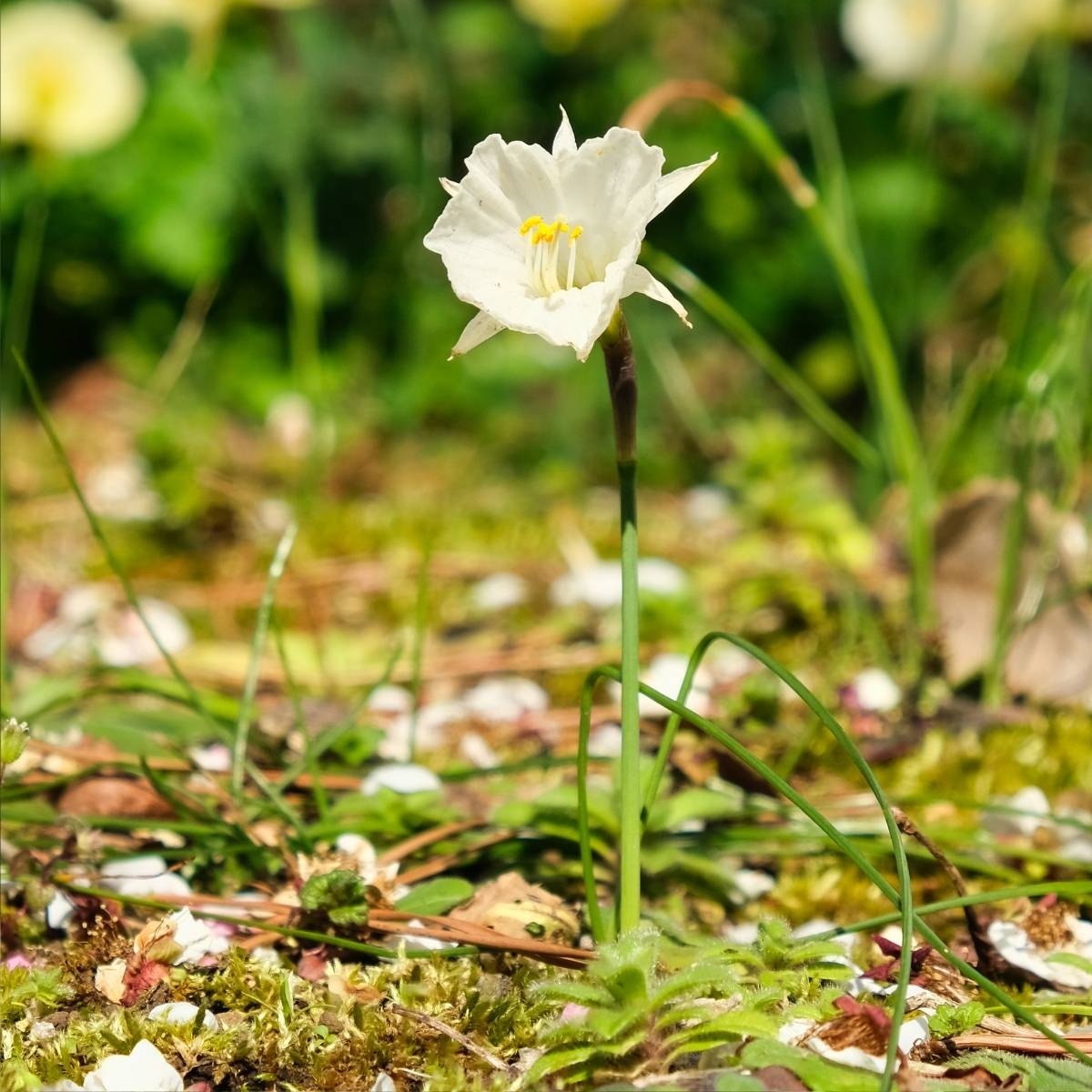 Promesse de Fleurs - Narcisse bulbocodium White Petticoat Bulbe calibre 6+ (par 10)