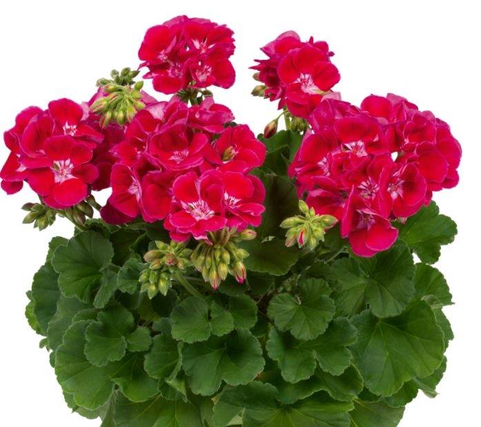 Géranium zonale Flower Fairy Red Splash  Mini-motte Ø 3/4 cm (par 5)