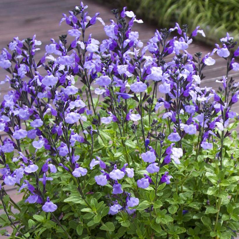 Sauge arbustive So Cool Pale Blue - Salvia microphylla Pot de 3L/4L
