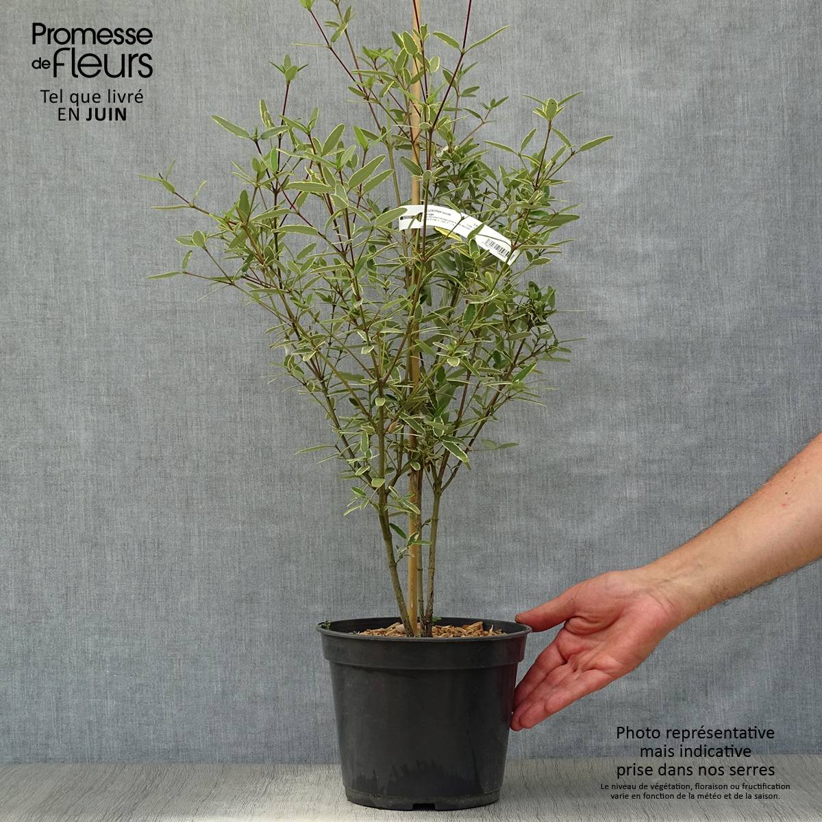 Eucryphia lucida Gilt Edge - Eucryphia luisant Pot de 4L/5L - Image 2