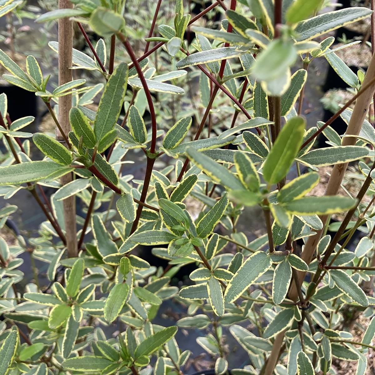 Eucryphia lucida Gilt Edge - Eucryphia luisant Pot de 4L/5L - Image 1