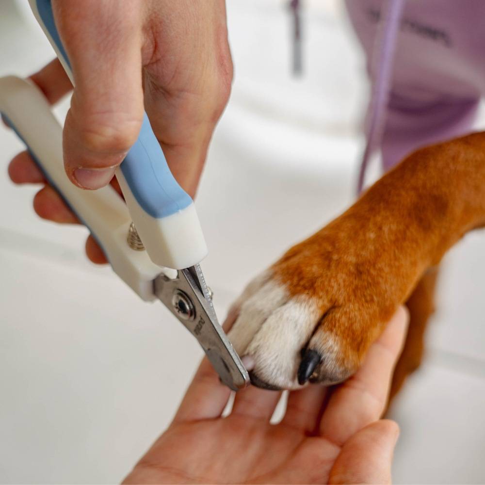 Coupe-griffes pour chien et chat PURALIA - Image 6