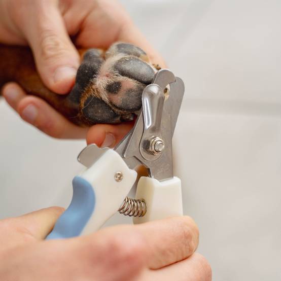 Coupe-griffes pour chien et chat PURALIA - Image 3