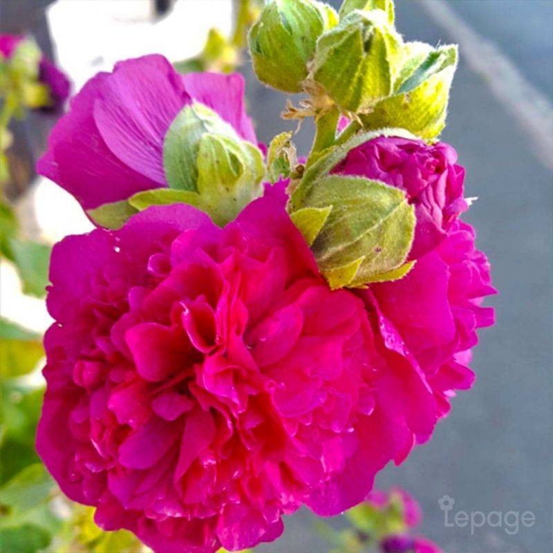 3 Roses Trémière 'Double Rose' (Alcea Rosea Charter's) - Lot de 3 vivaces - Pépinières Naudet - Image 1
