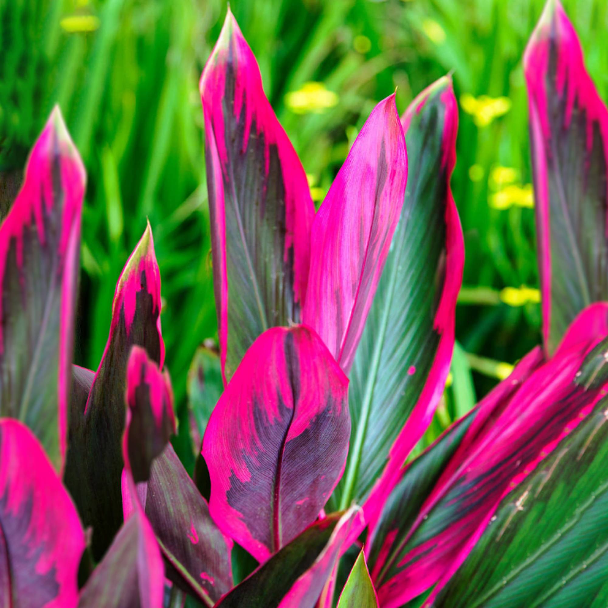 Gardenersdream - Cordyline Tango - Faux Palmier Épinard Hawaïen | Plante D’Intérieur De 30 À 40 Cm Pot Inclus) - GardenersDream