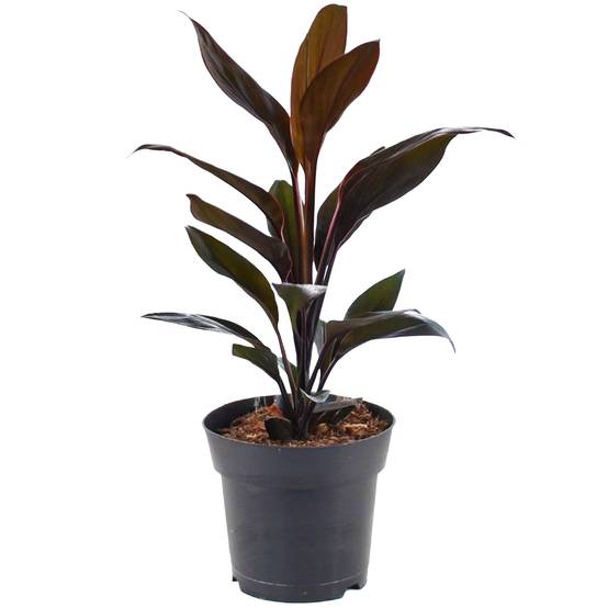 Gardenersdream - Cordyline Tango - Faux Palmier Épinard Hawaïen | Plante D’Intérieur De 30 À 40 Cm Pot Inclus) - GardenersDream - Image 2