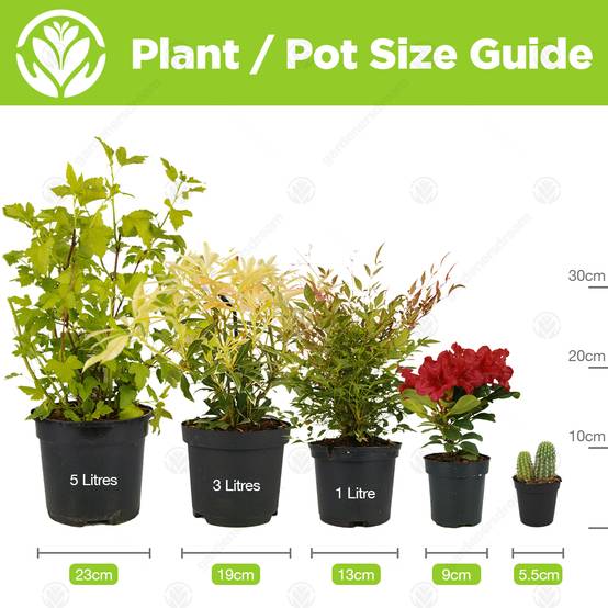 Gardenersdream - Cordyline Tango - Faux Palmier Épinard Hawaïen | Plante D’Intérieur De 30 À 40 Cm Pot Inclus) - GardenersDream - Image 4