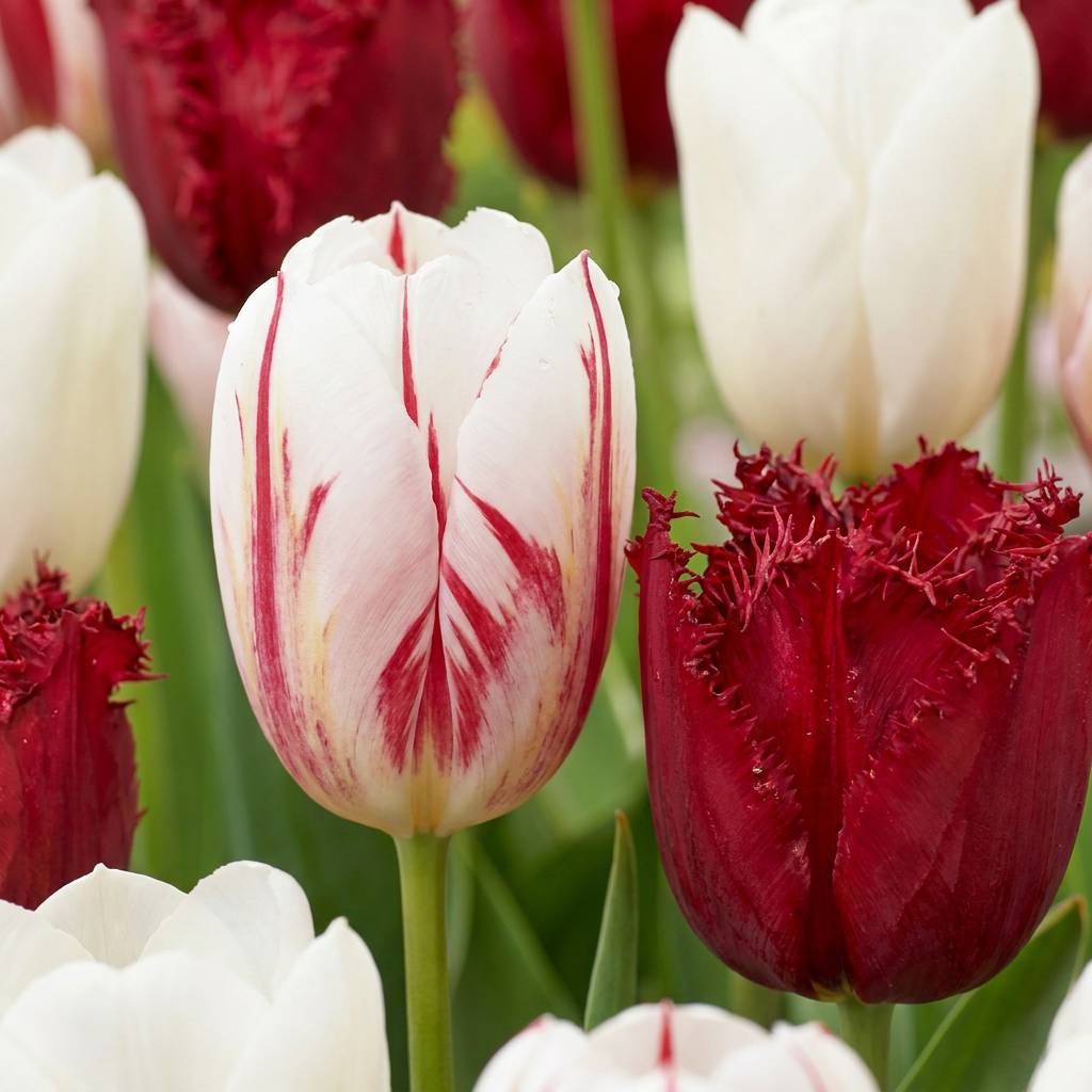 La Green Touch - Tulipe triomphe Dutch Design - 15 bulbes - calibre 11/12 - Image 1