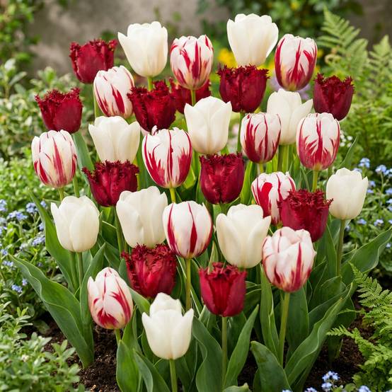 La Green Touch - Tulipe triomphe Dutch Design - 15 bulbes - calibre 11/12 - Image 2