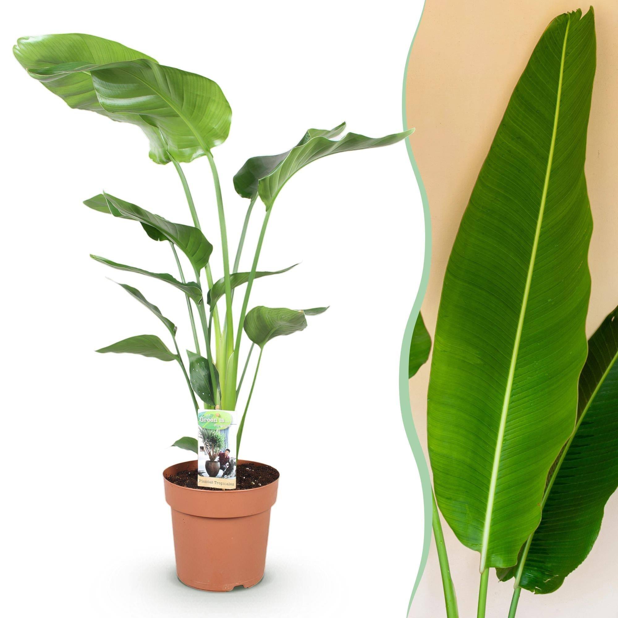 La Green Touch - Strelitzia Nicolai - D21 H120cm - Image 2