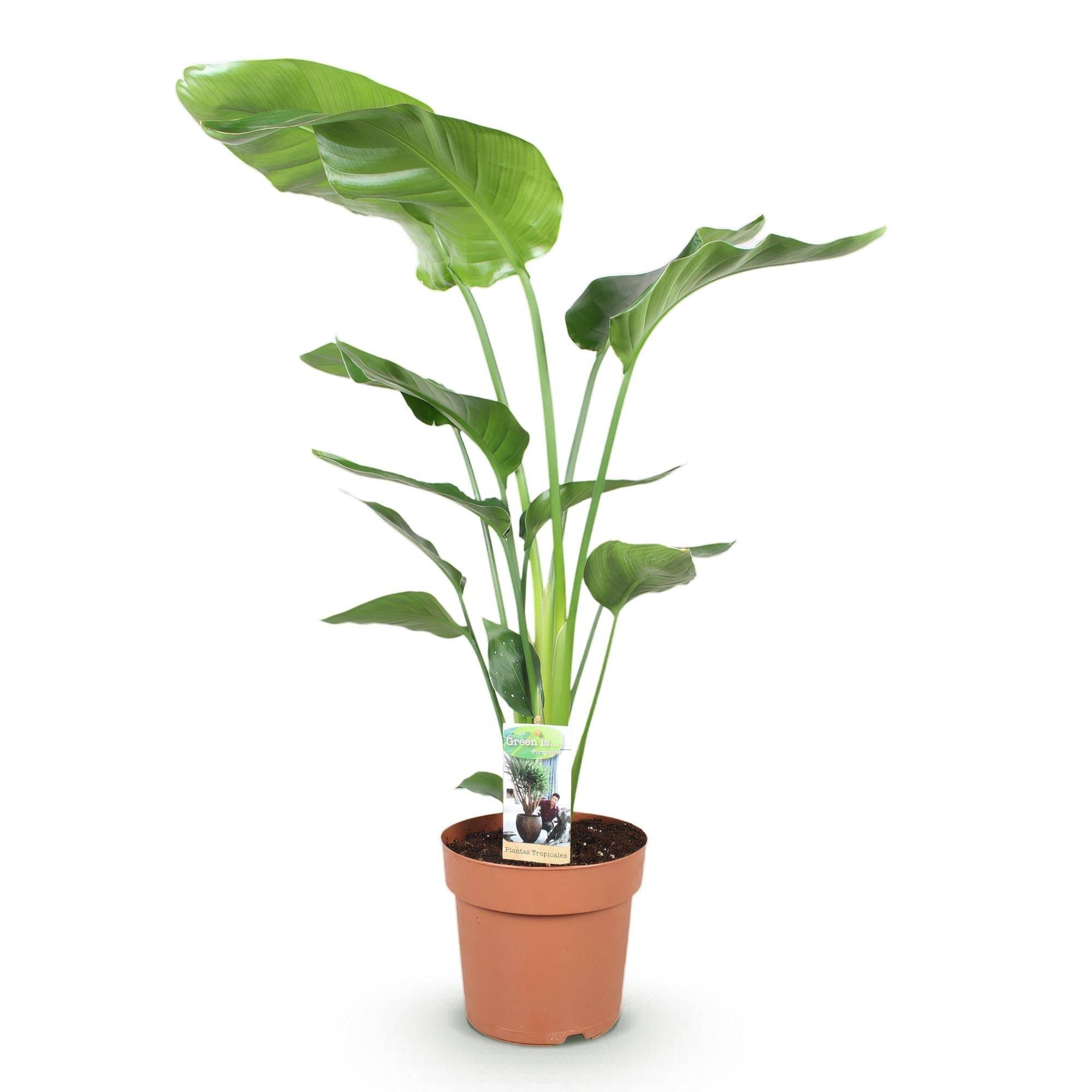 La Green Touch - Strelitzia Nicolai - D21 H120cm - Image 3