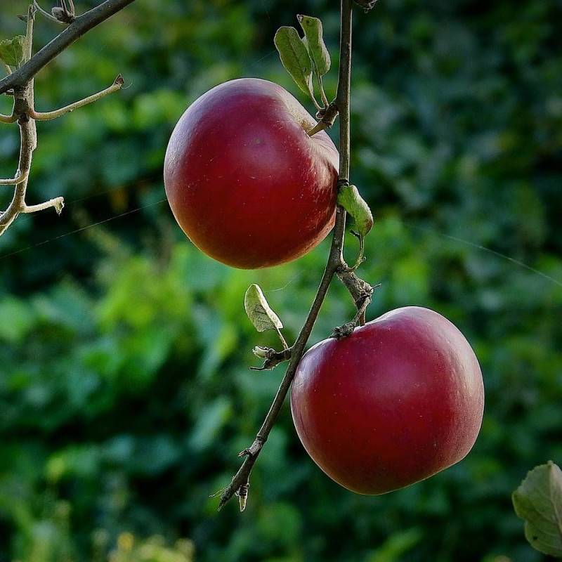 Pommier Idared - Bon rendement - Pot de 10L - Gobelet 2 ans - 120/150 cm - De 3,00 m à 5,00 m - Imagen 7