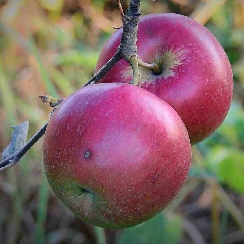 Pommier Idared - Bon rendement - Pot de 10L - Gobelet 2 ans - 120/150 cm - De 3,00 m à 5,00 m - Imagen 6