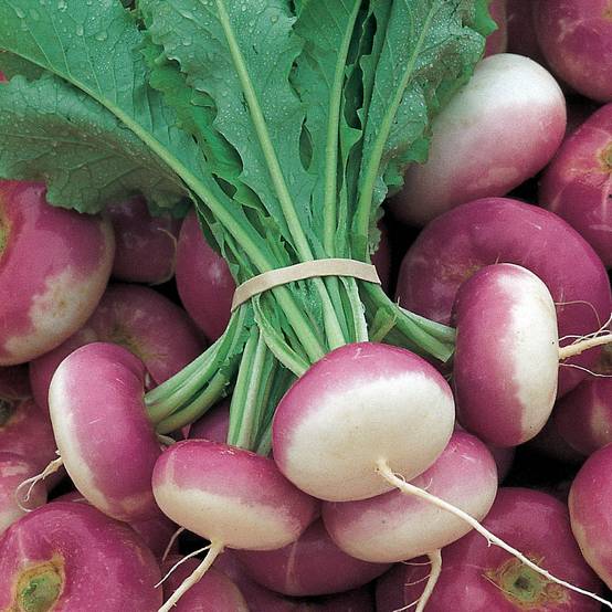 Navet de Milan à forcer à collet rose Atlantic - Brassica rapa le sachet de 250 graines environ (0,5g)