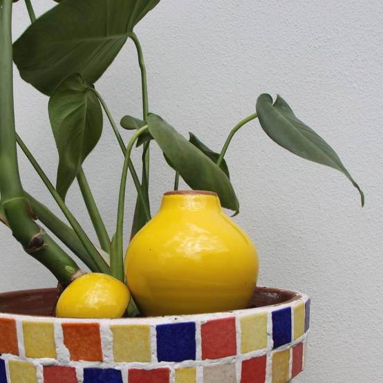 Ollas Lutton - Ollas sabeur jaune - Image 3