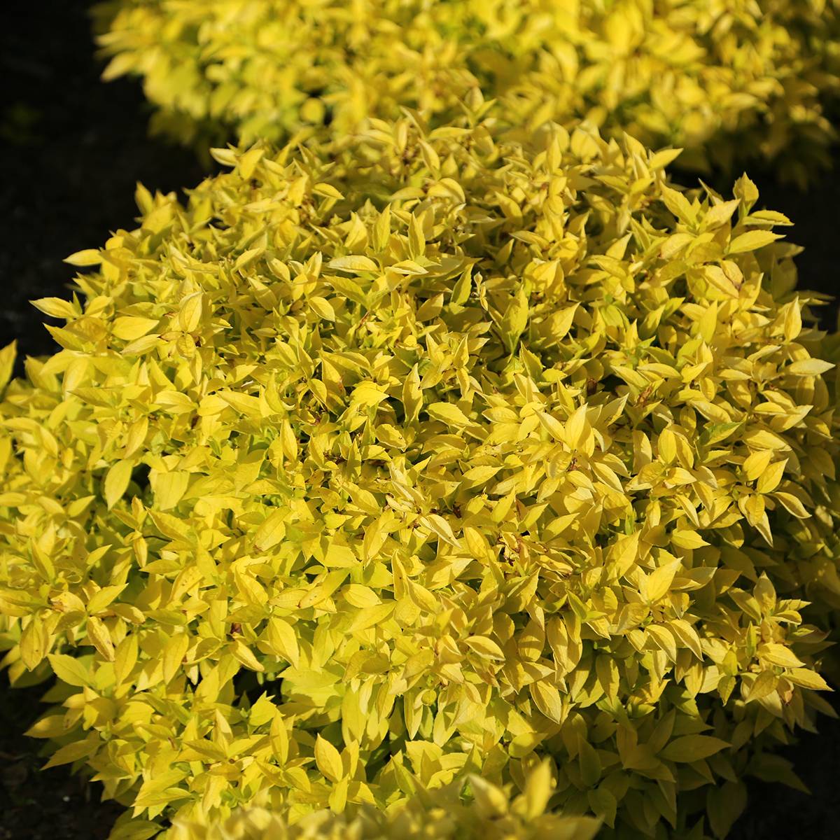 Seringat des jardins - Philadelphus coronarius Kostelec WB Pot de 3L/4L