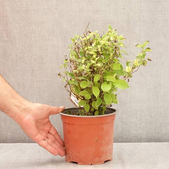 Seringat des jardins - Philadelphus coronarius Kostelec WB Pot de 3L/4L - Image 2