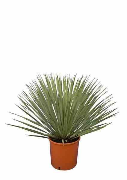 0 - Yucca rostrata Pot de 25L 100-125 cm. Tr. 050-060cm. - Image 3