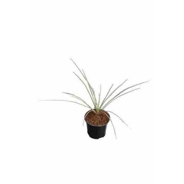 0 - Yucca rostrata Pot de 25L 100-125 cm. Tr. 050-060cm. - Image 1