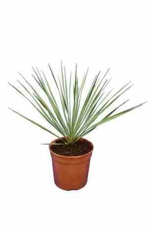0 - Yucca rostrata Pot de 25L 100-125 cm. Tr. 050-060cm. - Image 2