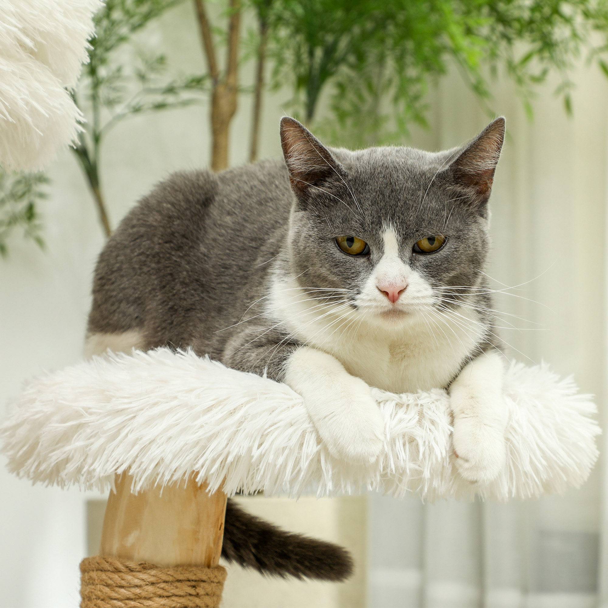 Arbre à chat 61,5cm avec balle de jeu, lits et planche à griffer, pour chats moins de 5kg, bois de poirier blanc - Image 7